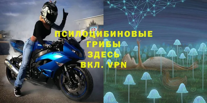 купить наркоту  Кольчугино  Галлюциногенные грибы Psilocybe 