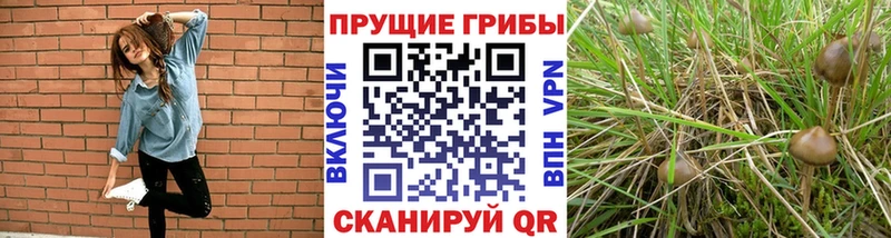 Псилоцибиновые грибы Psilocybine cubensis  купить наркоту  Кольчугино 